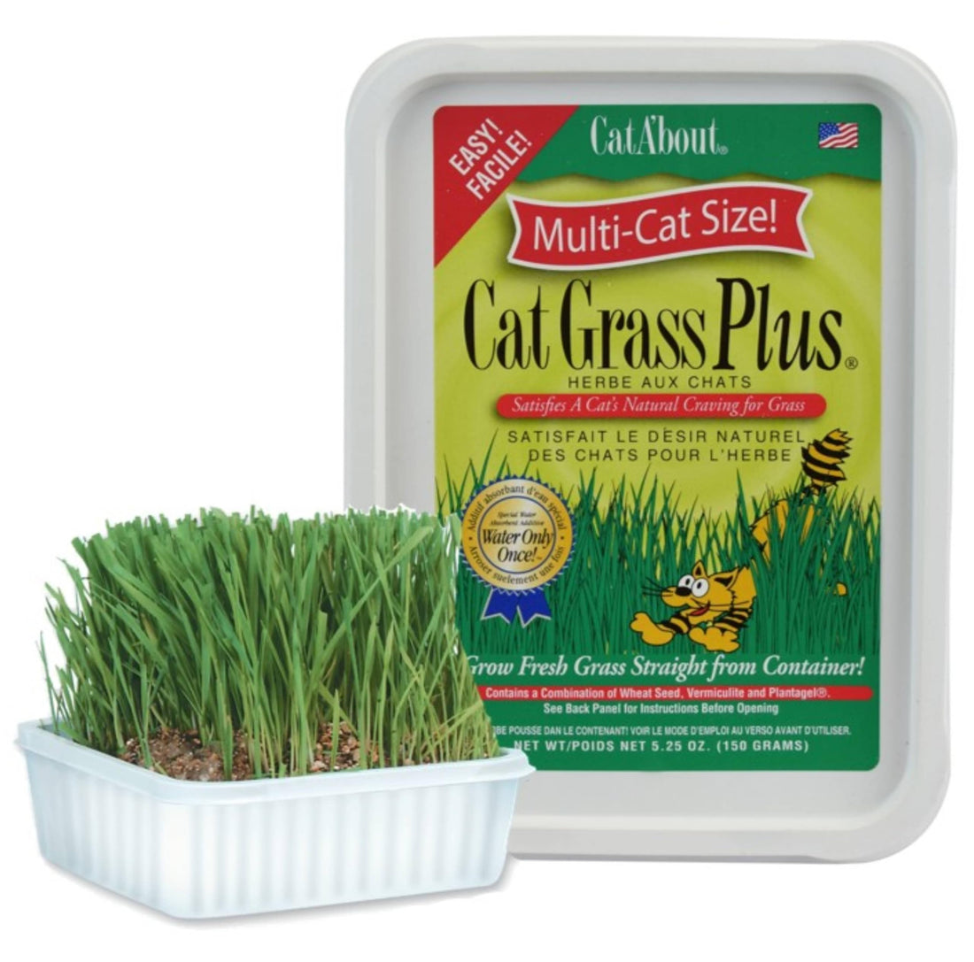 Miracle Care Cat A'bout Cat Grass Kit for Indoor Cats, 5.25 Ounce