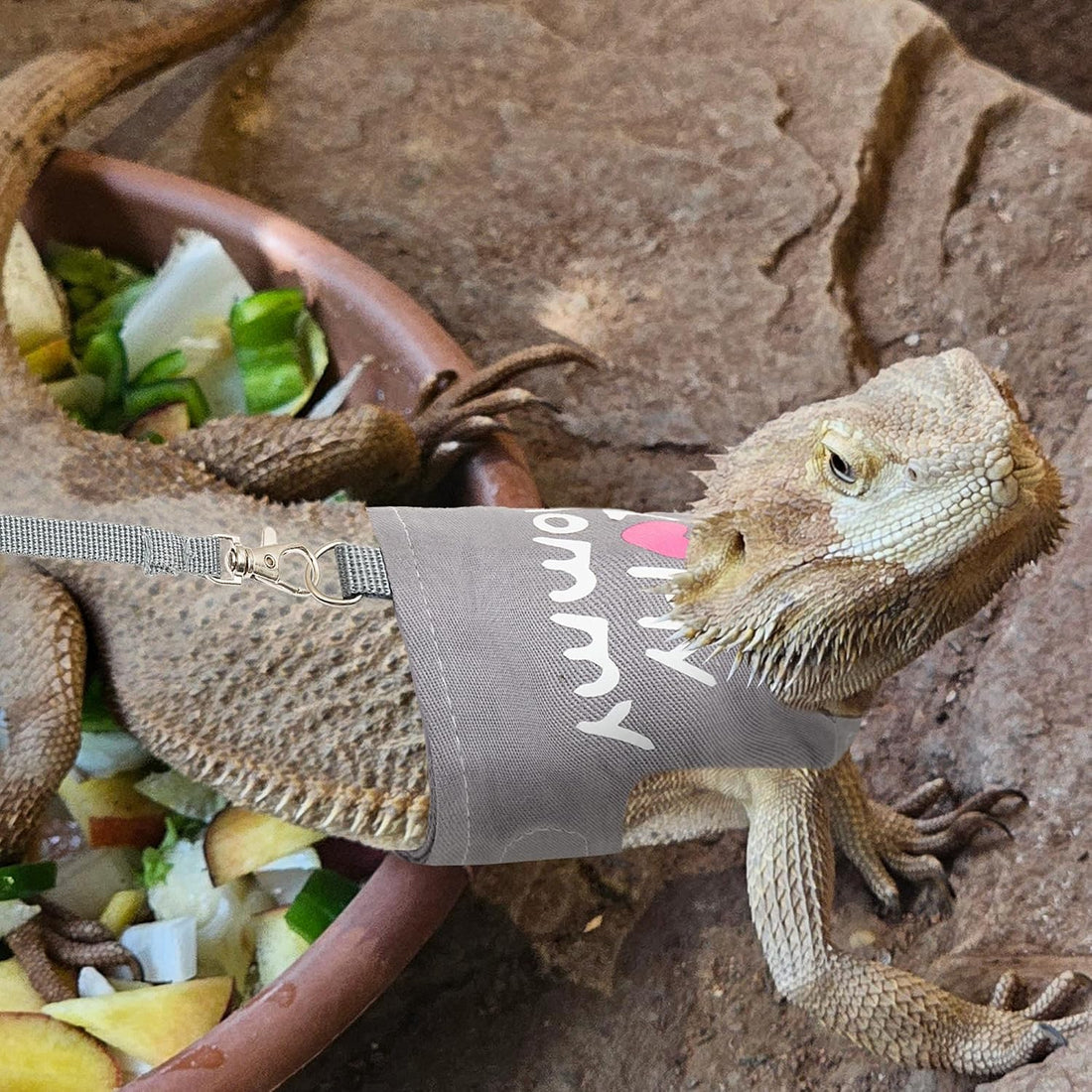Bearded Dragon Harness and Leash Set
