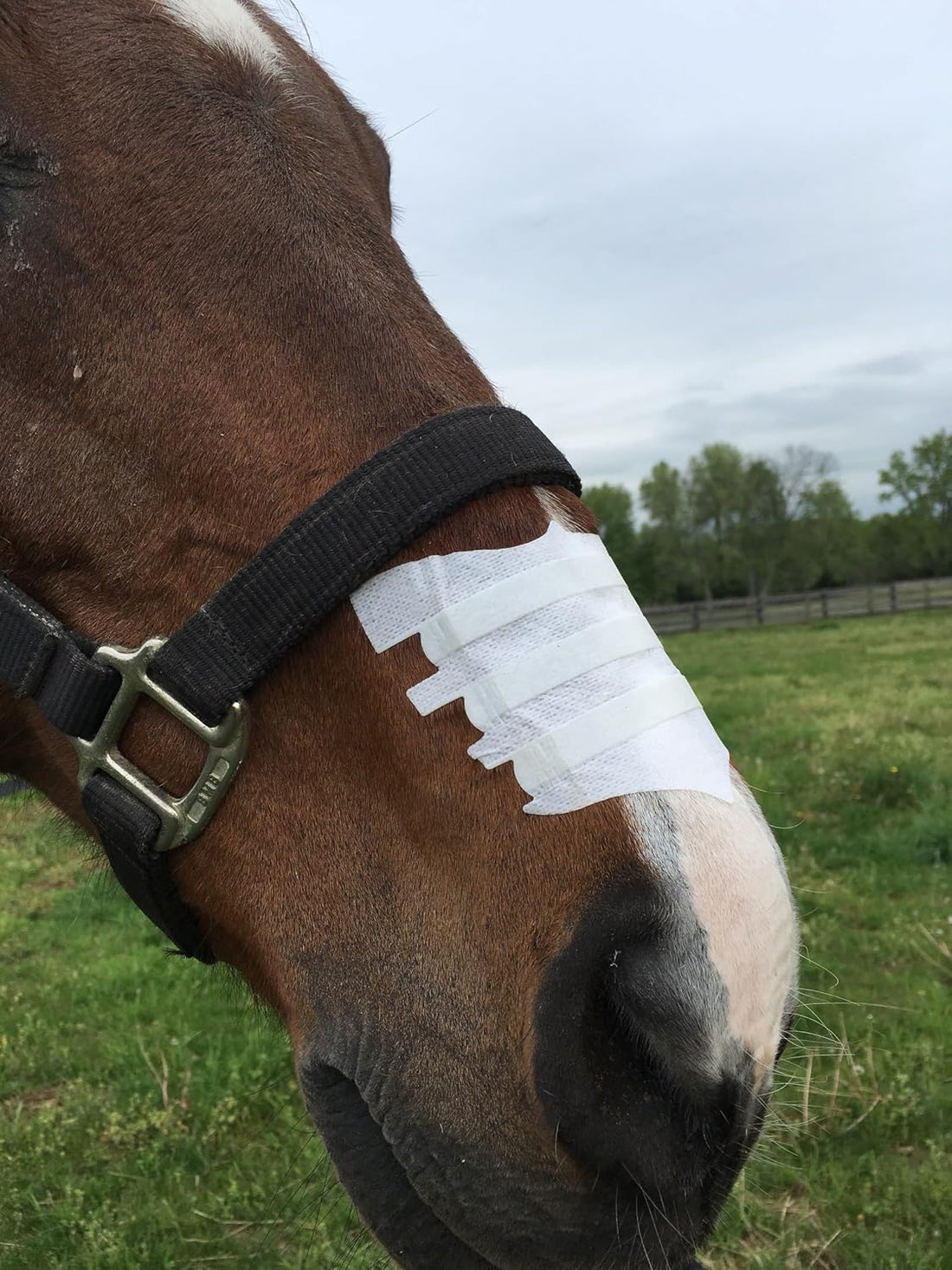 Flair Equine Nasal Strips for Horses