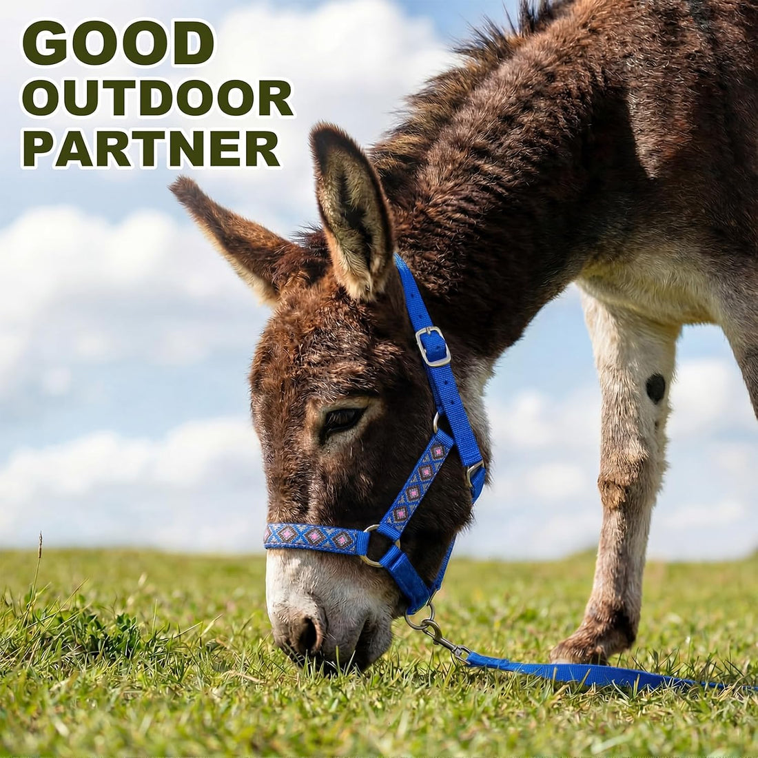 1 Set Mini Donkey Halter with Lead Rope Adjust