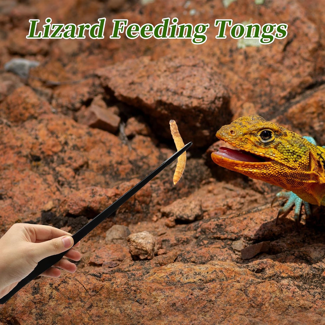 Reptile Feeding Tongs, Stainless Steel Lizard Feeding Tongs