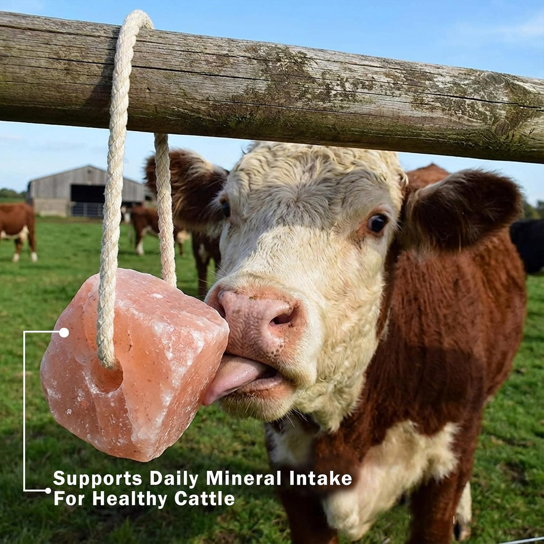100% Organic Himalayan Salt Lick Provides Essential Minerals for Your