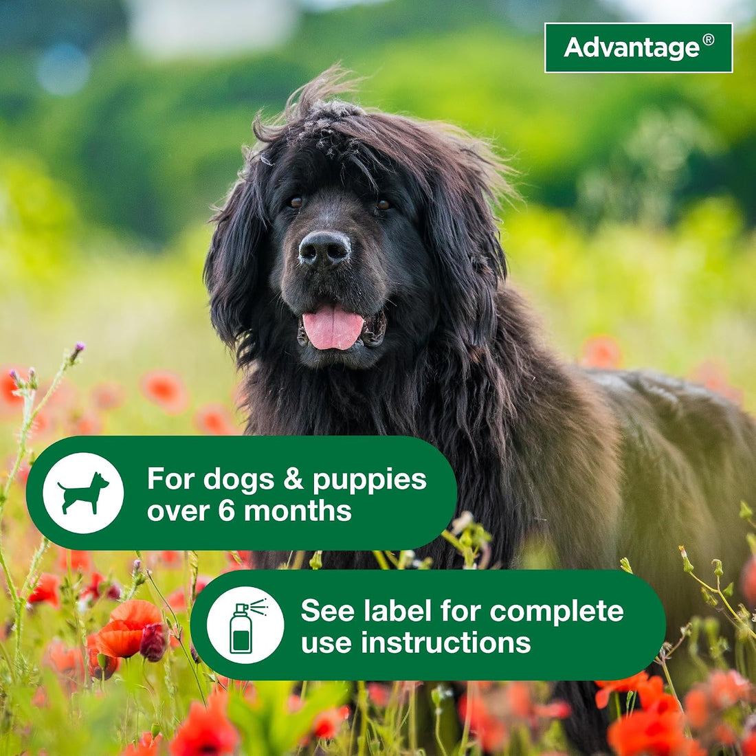 Advantage Treatment Spray for Dogs, Kills Fleas & Ticks, 8 oz.