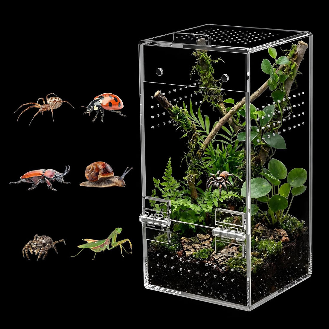 Jumping Spider Enclosure Kit