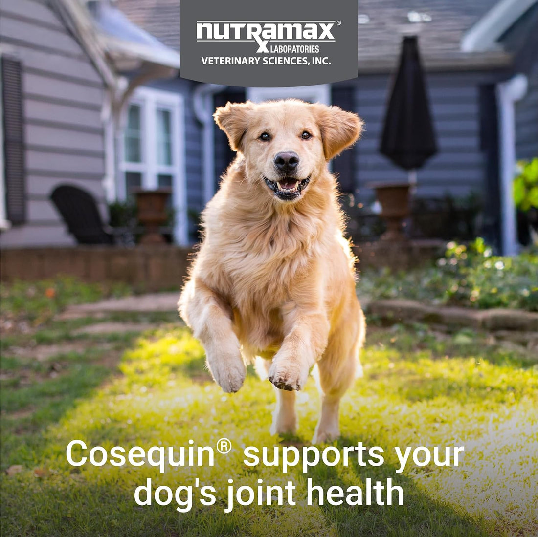 Nutramax Laboratories Cosequin DS Plus MSM Professional Line for Dogs