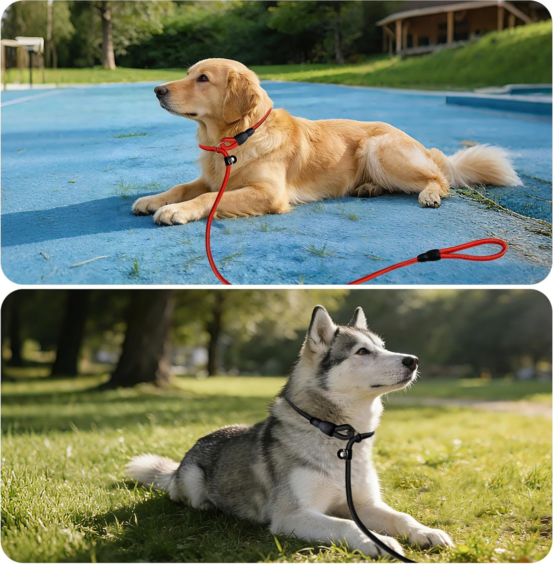 FOVRLZSE 11-Pack Dog Leashes, 4.6FT, 10mm Braided Nylon