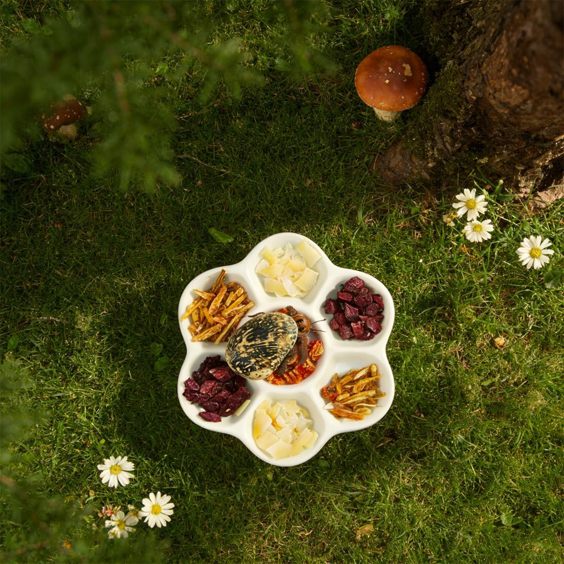 2 Pack Terrarium Bowls, Hermit Crab Water Dishes & Water Bowl