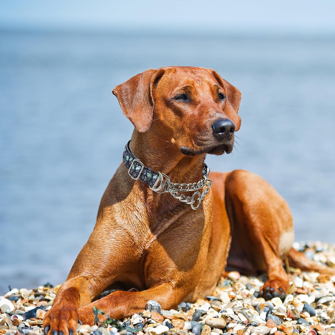 Choke Collar for Dogs,Chain Martingale Dog Training Pulling Collar