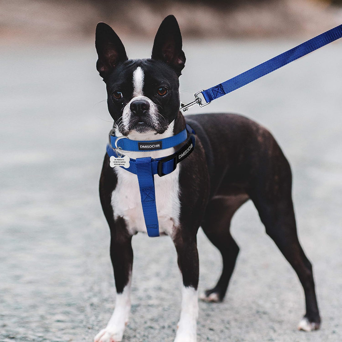 No Pull Dog Harness, Leash & Collar Set, Adjustable Step-in Vest