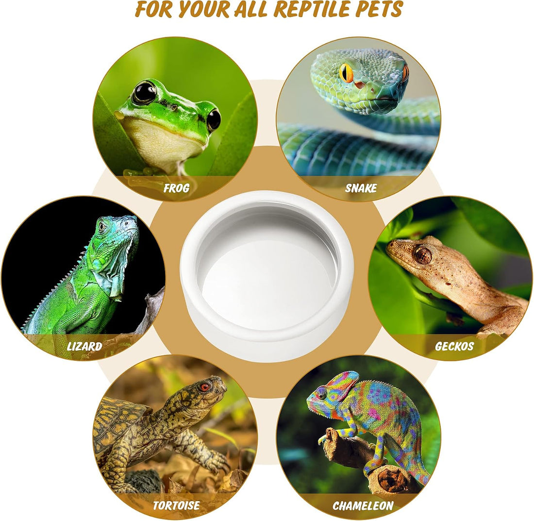 Reptile Food Dish Bowl 2Pcs Lizard Gecko Worm Water Bowls Small