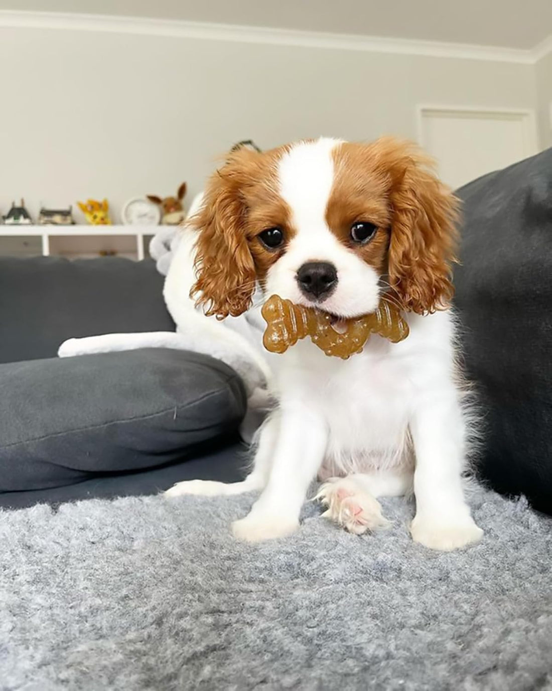 Nylabone Ring Bone Chew Toy for Puppies, Puppy Teething Toys