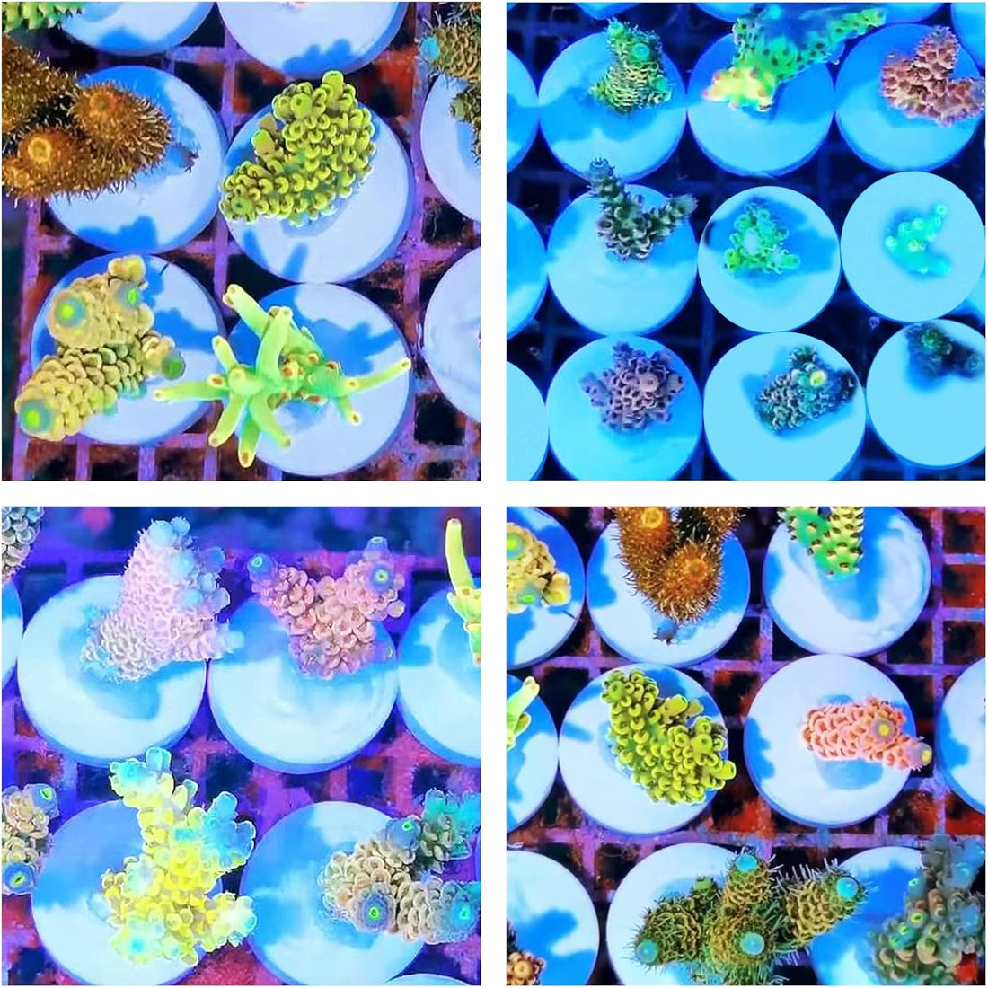 Ceramic White Coralline Coral frag Plugs Coral frag Base Round 20pc