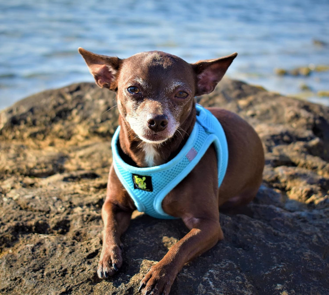 EcoBark Step-in Dog Harness