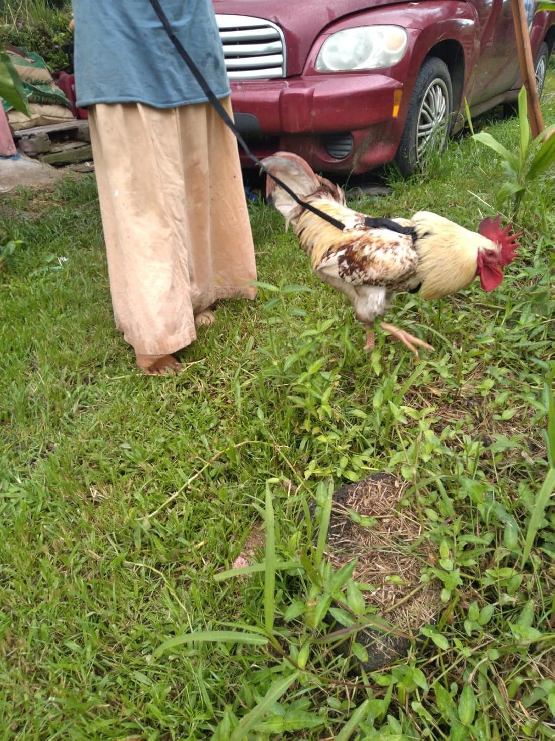 Adjustable Chicken Harness and Leash