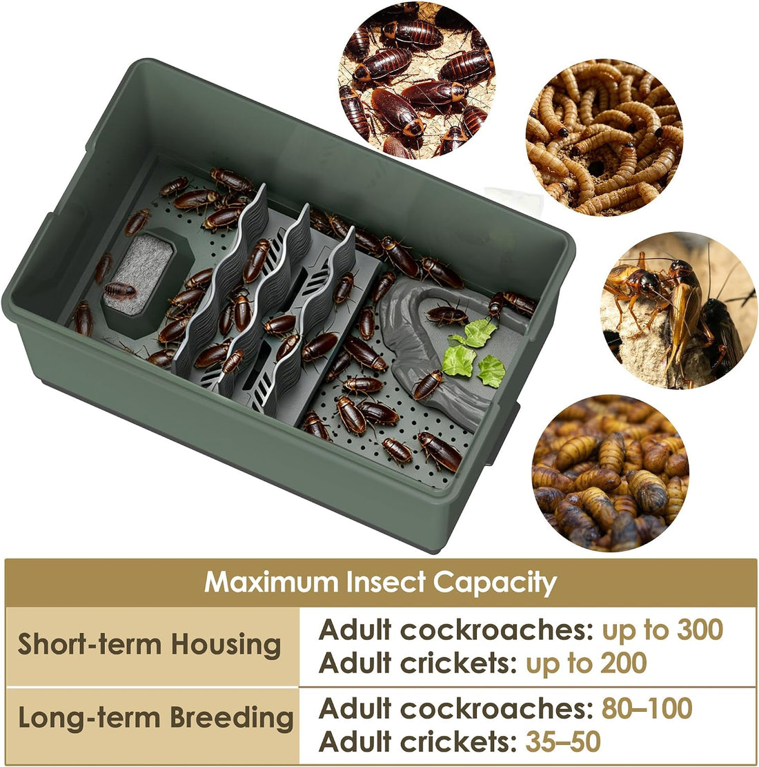 Self-Cleaning Cricket & Roach Feeder Habitat with Escape-Proof Lid