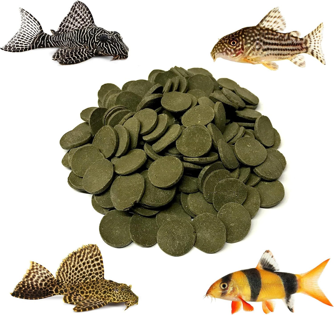 Large 18mm Algae Wafer - Algae Wafers for Bottom Feeders