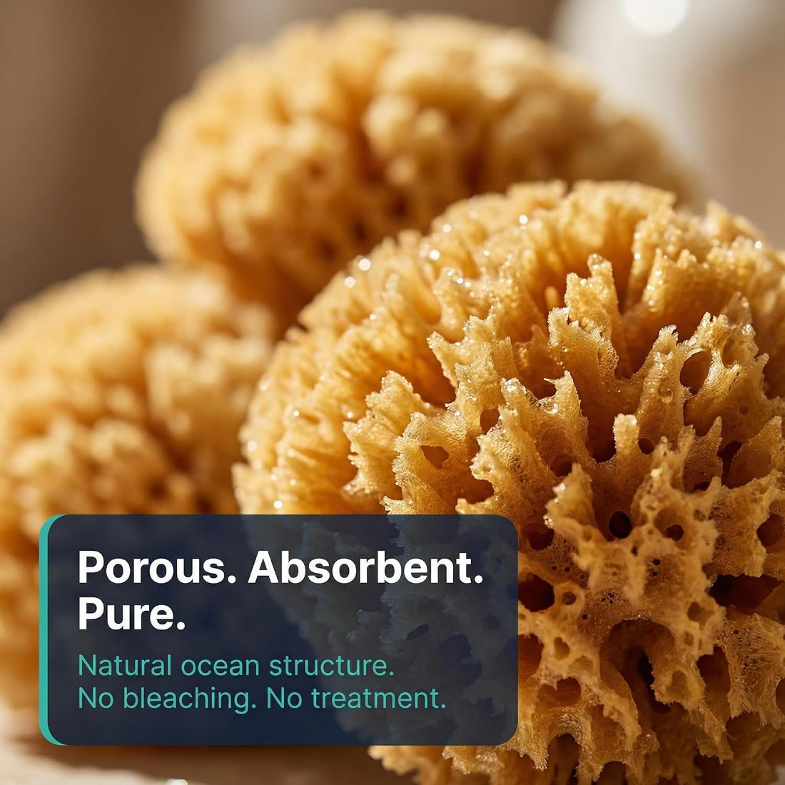 Natural Sea Sponges Hermit Crabs 5 Pack Unbleached