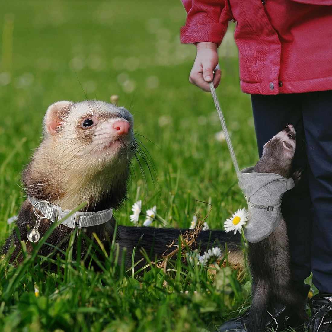Foaincore 6 Pcs Ferret Clothes Hoodie Sweater Leash Harness Set Grey