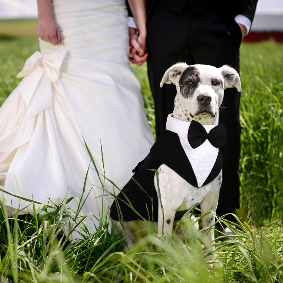 PUMYPOREITY Small Dog Bowtie Tuxedo Suit