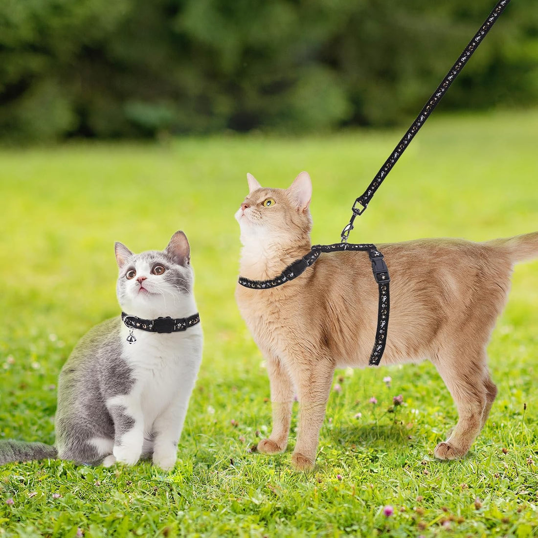 PAWCHIE Cat Harness with Leash and Collar Set