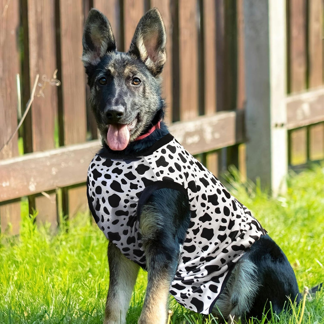 Recovery Suit for Dogs After Surgery
