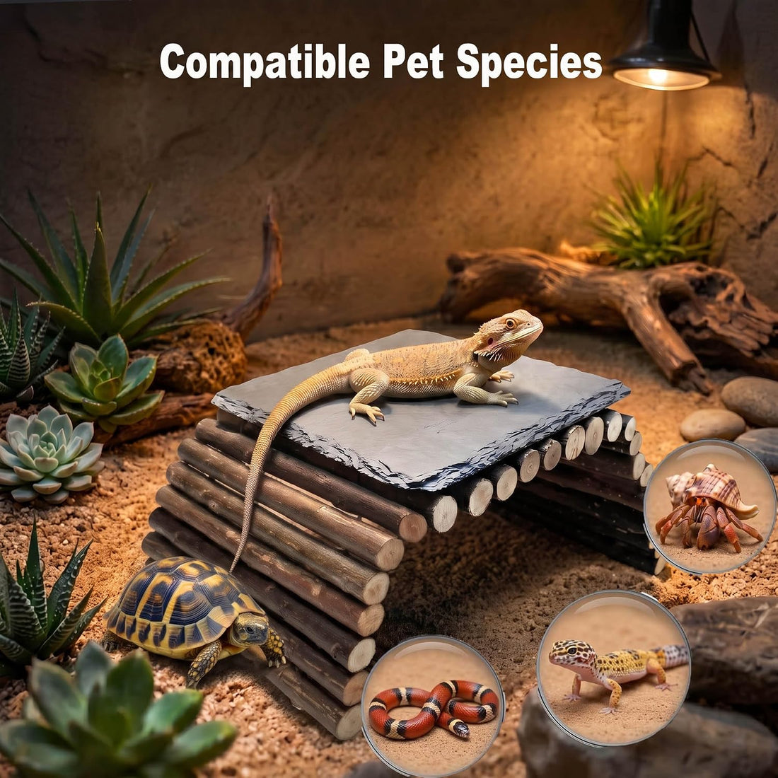 Bearded Dragon Tank Accessories