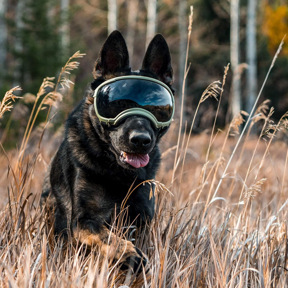 Rex Specs V2 Dog Goggles