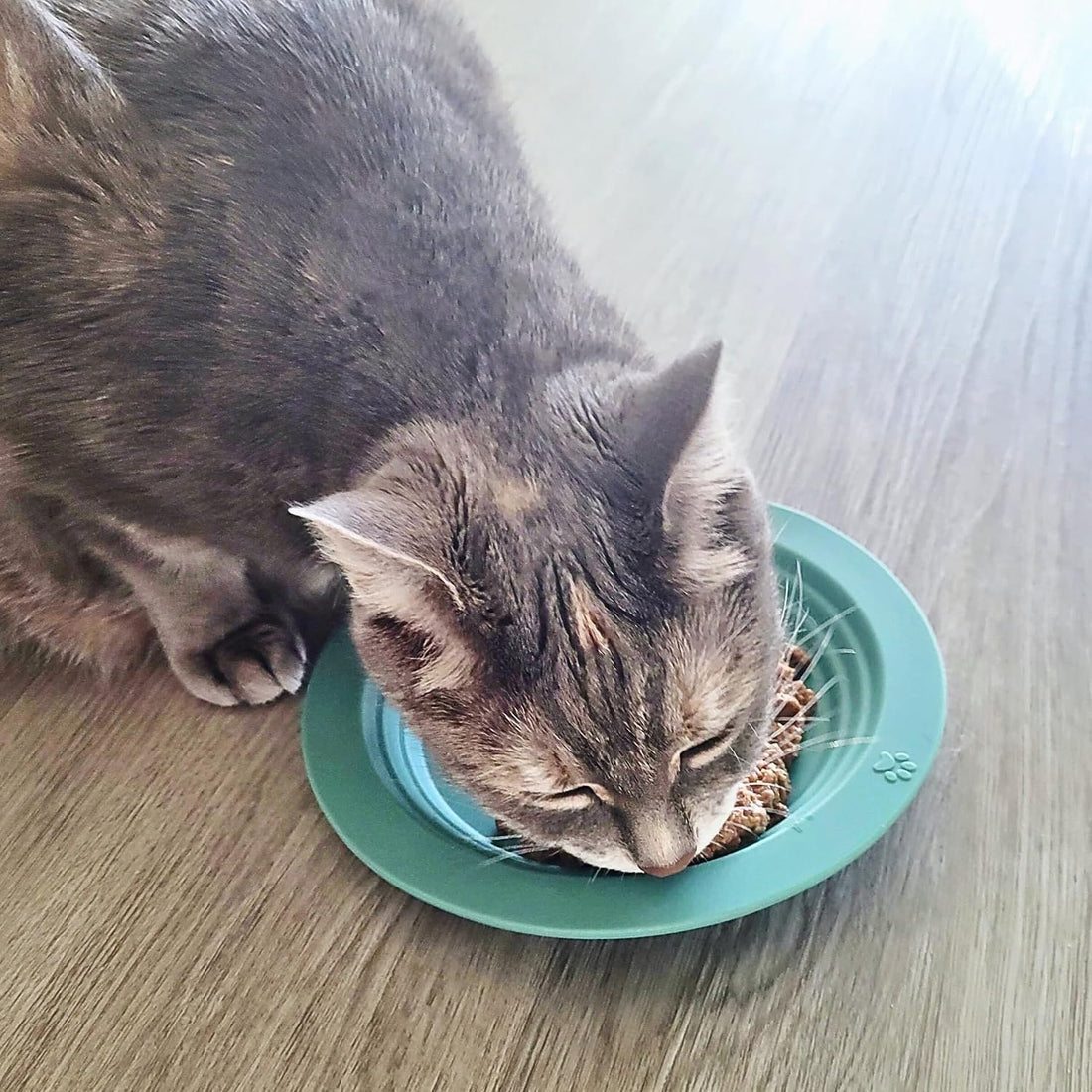EcoLeo Whisker Friendly Cat Food Dish, Platinum Silicone
