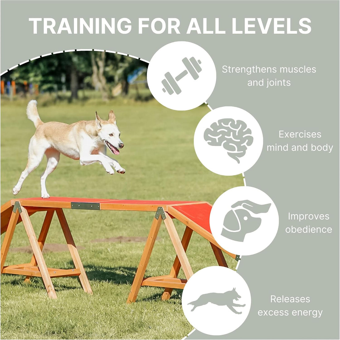 Trixie Agility Dog Walk with Contact Zones
