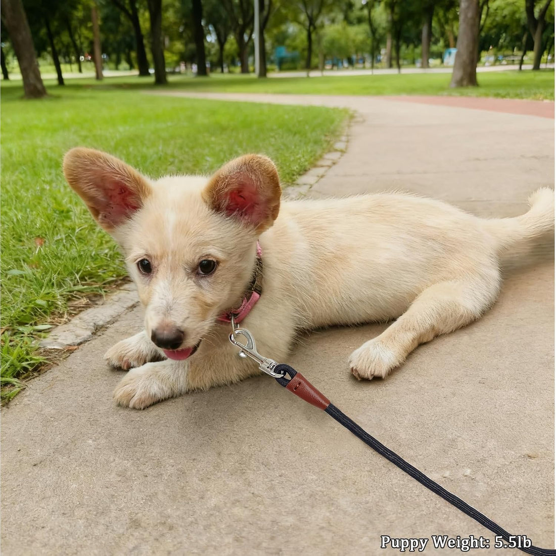 WYuZe 5ft Puppy Leash for Small Dogs