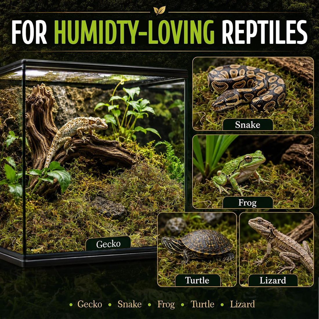 Sukh Sphagnum Moss for Reptiles - Green Terrarium Moss Substrate, 5oz