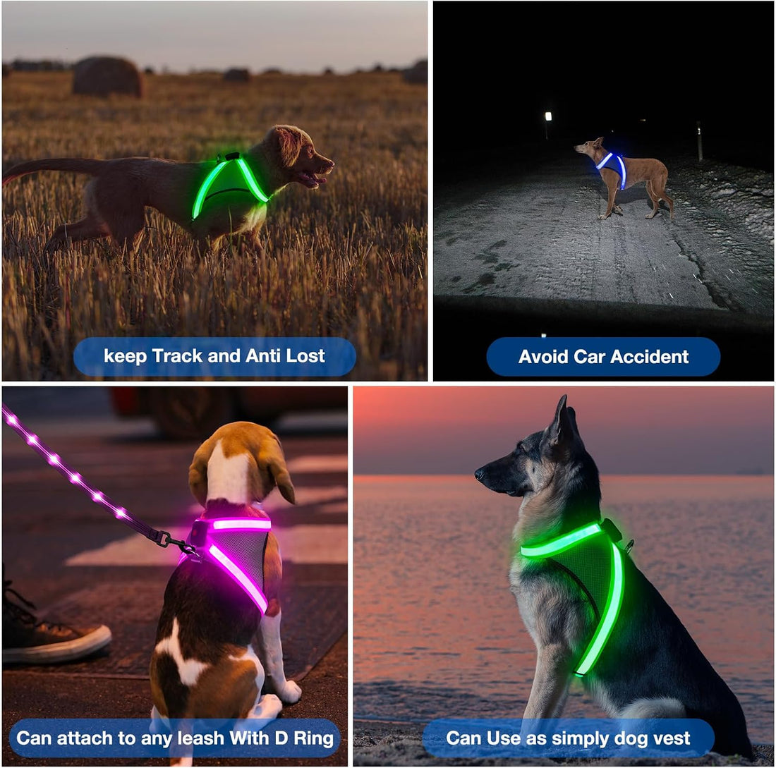 ChalkLit Light Up Dog Harness