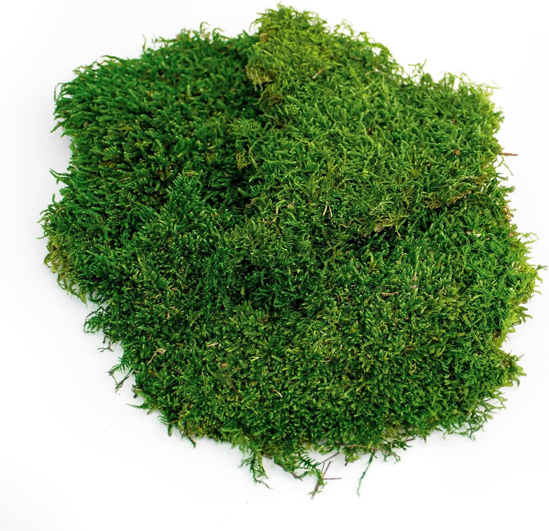 SuperMoss (21511) Sheet Moss, 175 cu in, Preserved