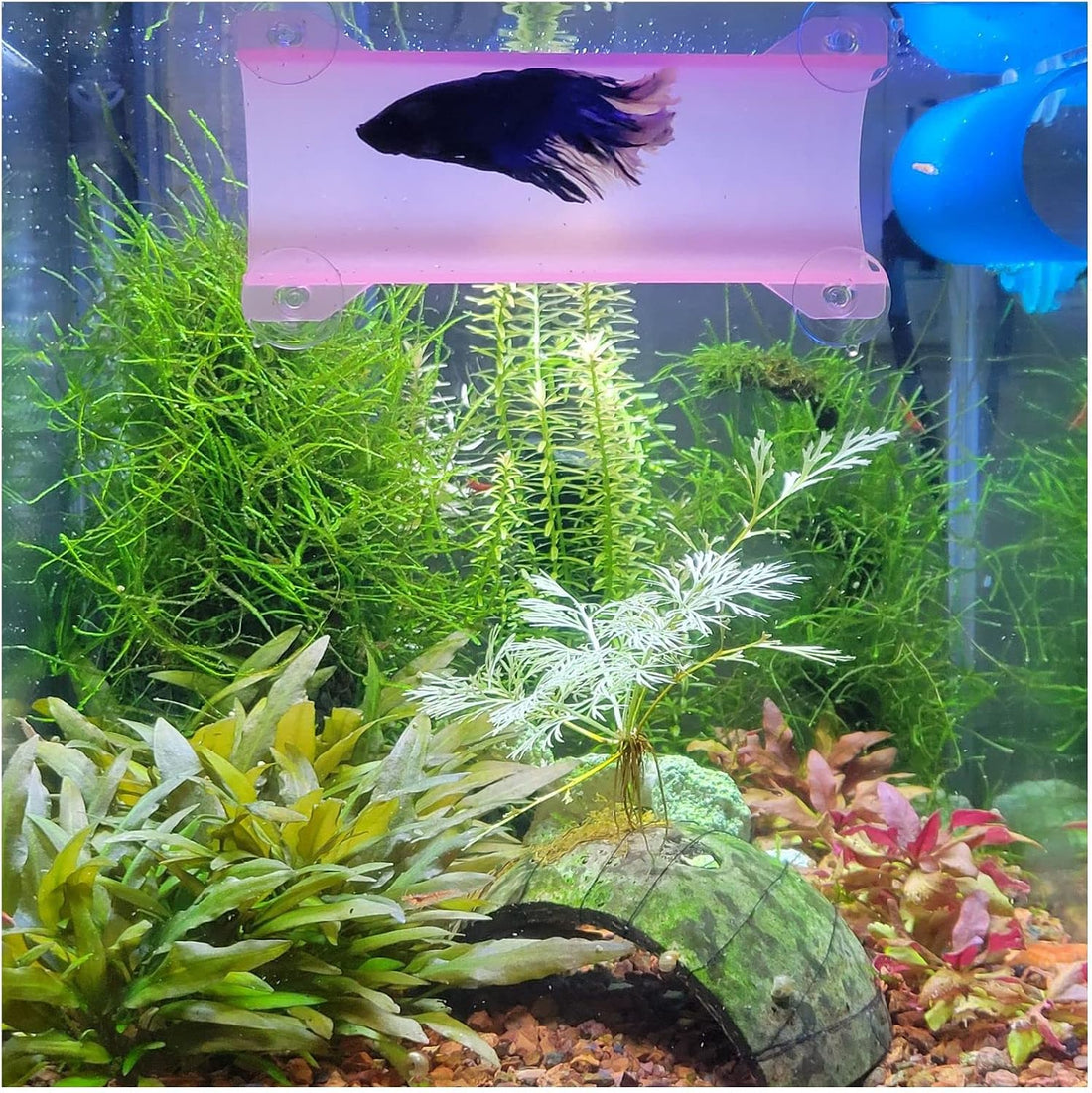 Brand Betta Tunnel (Translucent Clear)