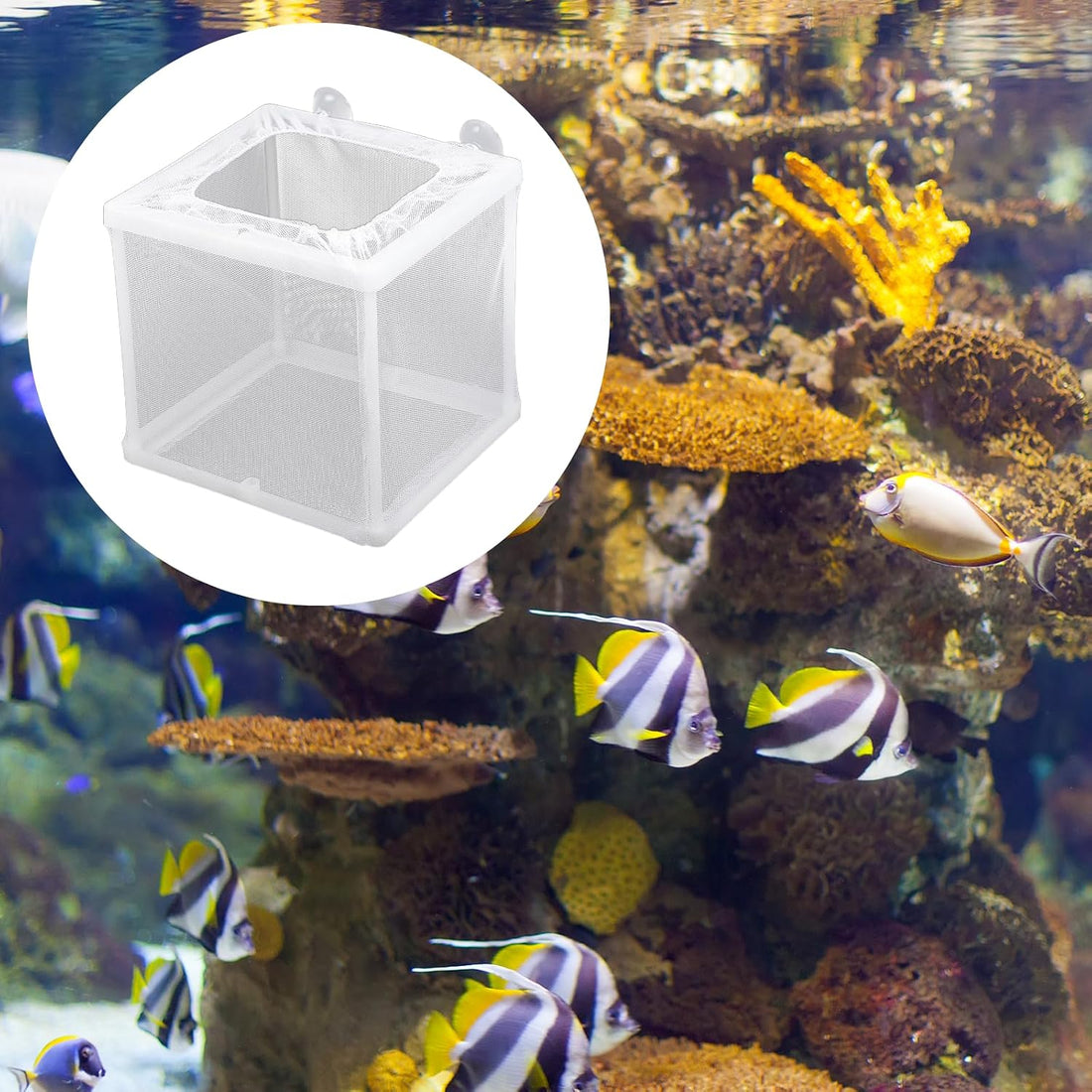 2 Pack Fish Incubator Mesh Box Aquarium
