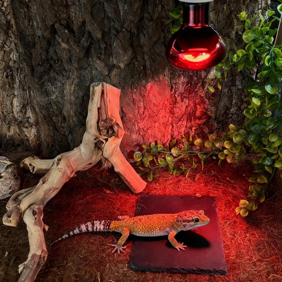 Reptile Basking Platform, 6 x 6 Inches Slate Rock