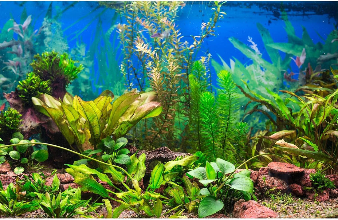 Aquarium Background Various Underwater Grass Plants Aquarium Backdrop