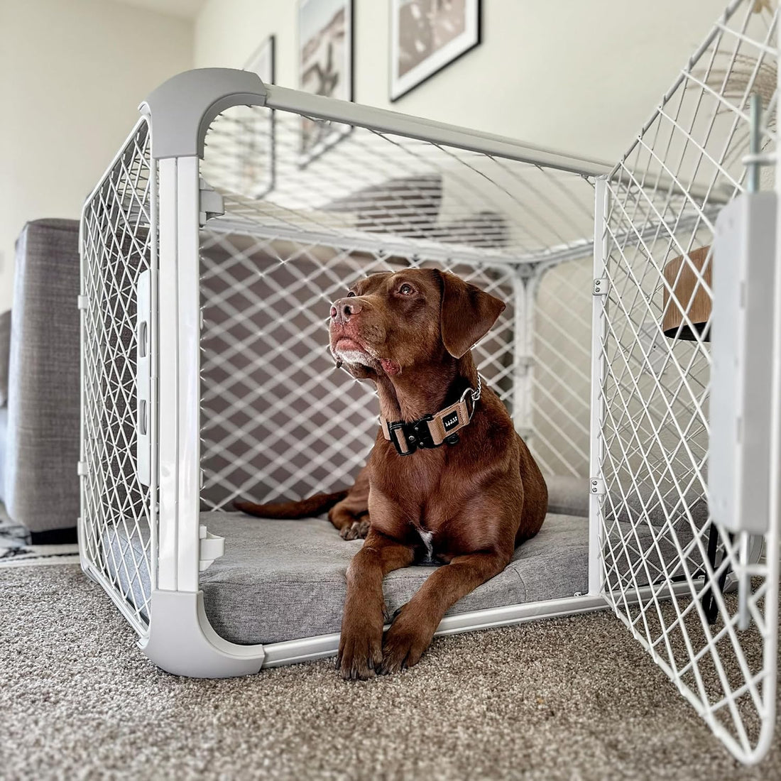 Diggs Evolv Modular Dog Crate for Dogs 18-22" Tall, Ash, Intermediate
