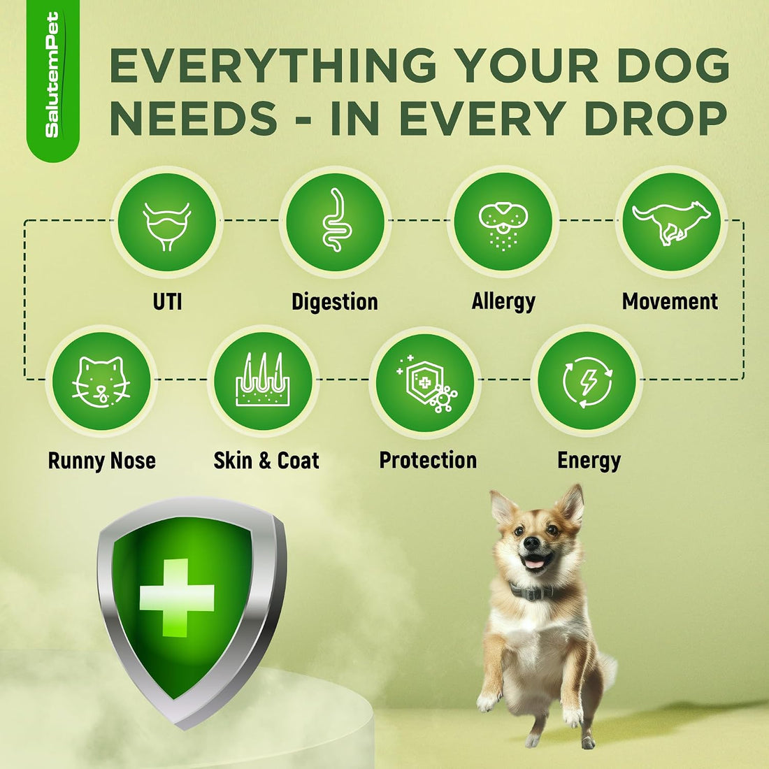 Dog Antibiotics for Infections, Cough, & Itching
