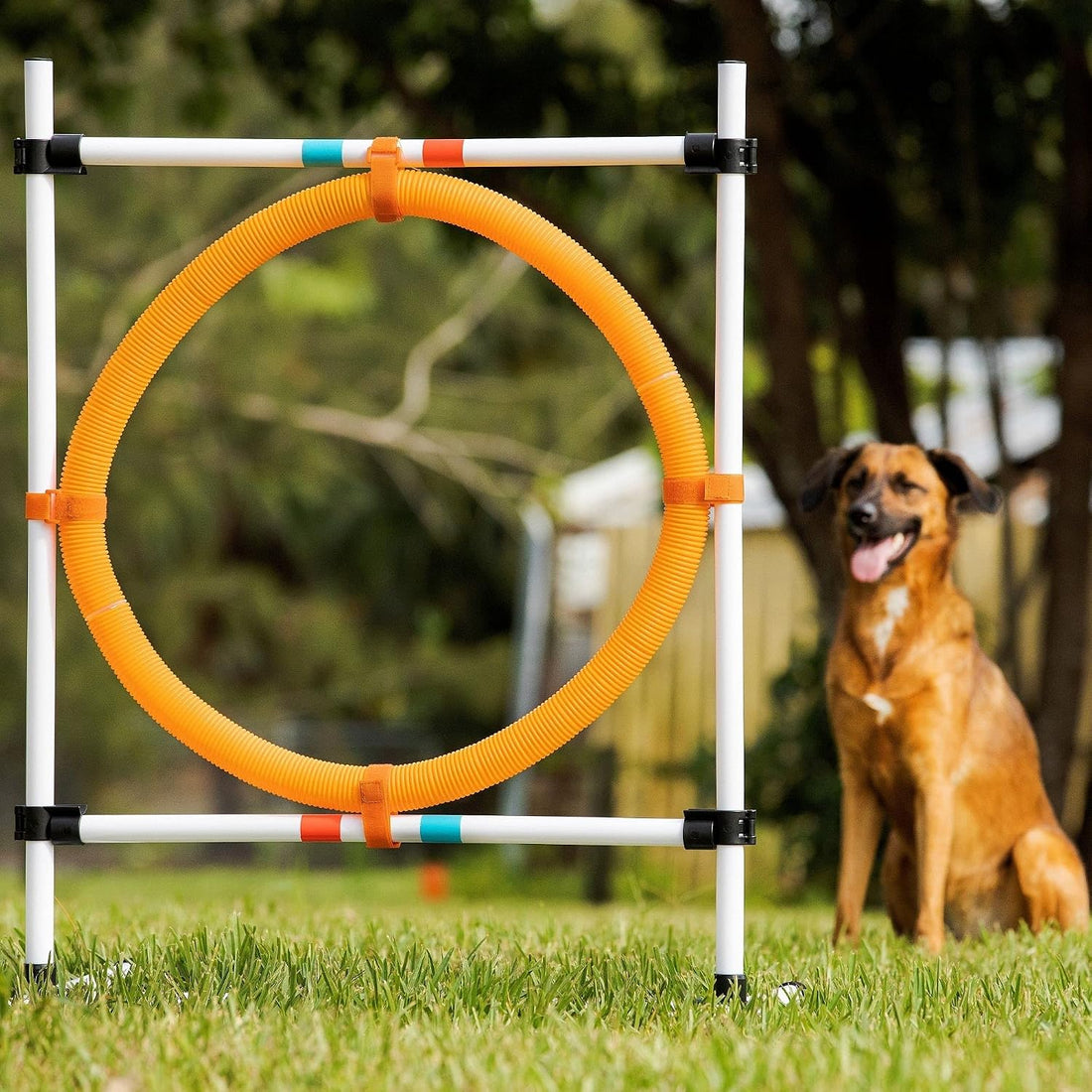 Midlee Dog Agility Hoop Jump