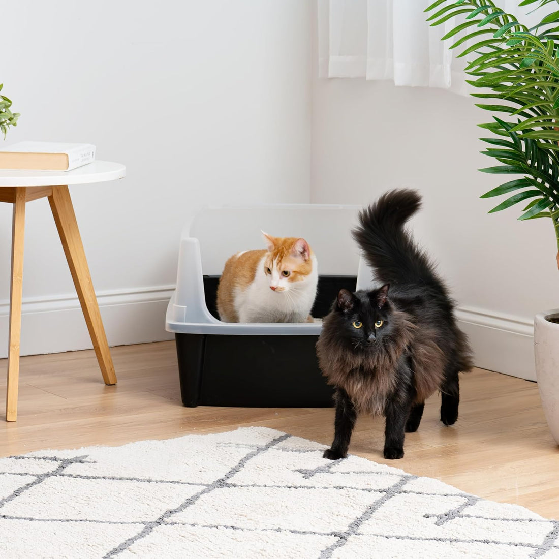 IRIS USA XX-Large High Sided Cat Litter Box, Scatter Shield