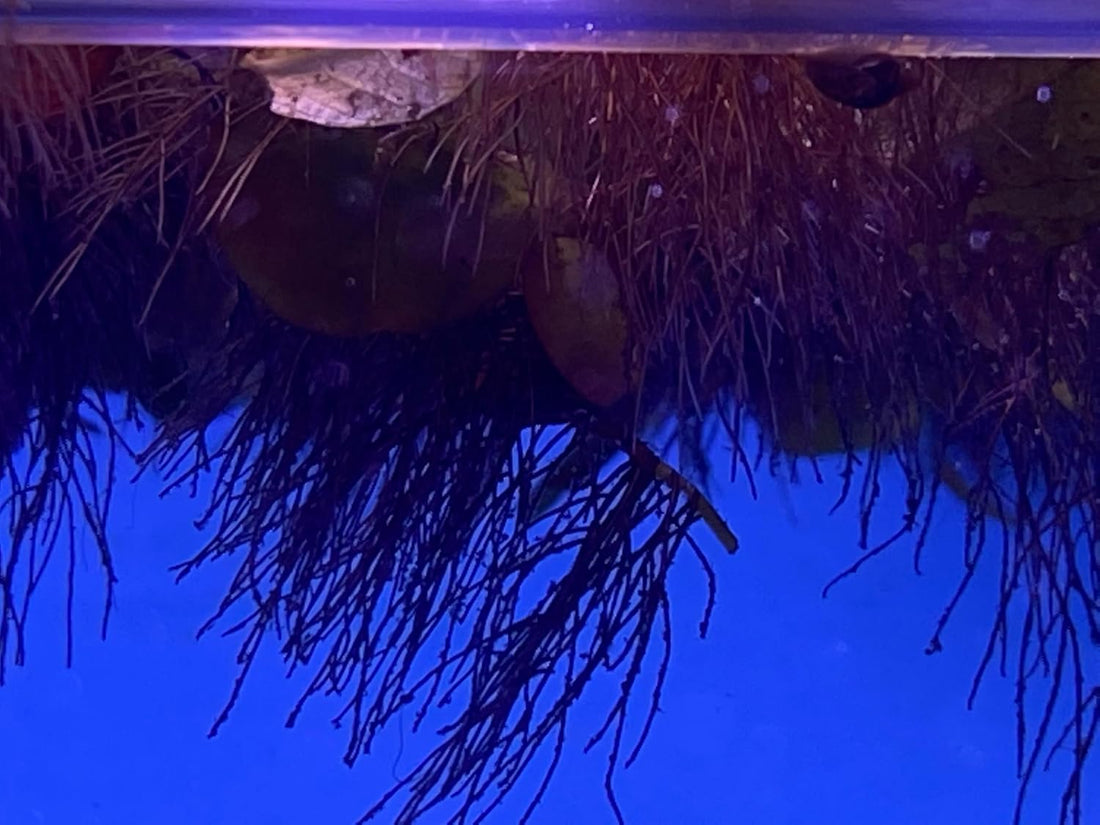 Awesome Aquatic 10+ Live Red Root Floater Plants Phyllanthus fluitans