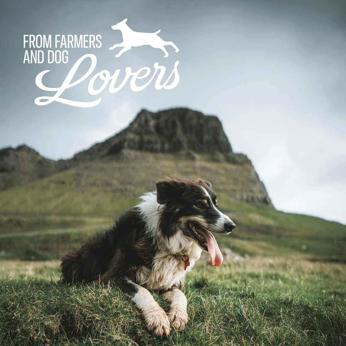 Lamb Pizzle Sticks for Dogs - 100% Natural Chews