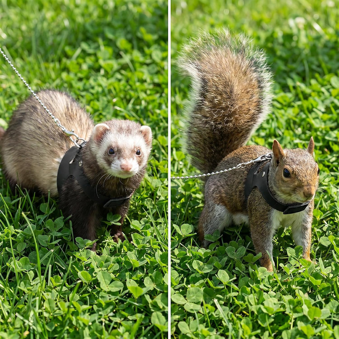 3 Pack Rat Ferret Squirrel Harness and Leash Set