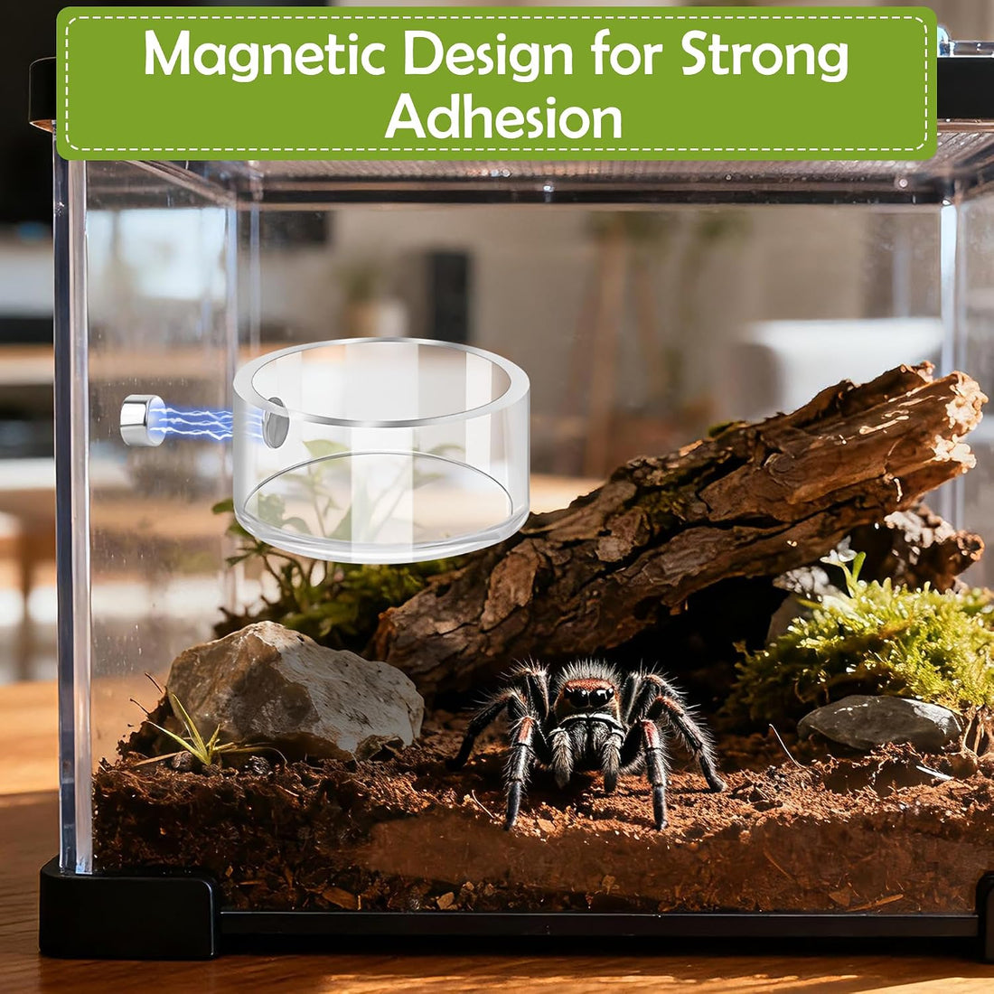 6PCS Jumping Spider Feeding Dish Set Magnetic Food Dish for Spider
