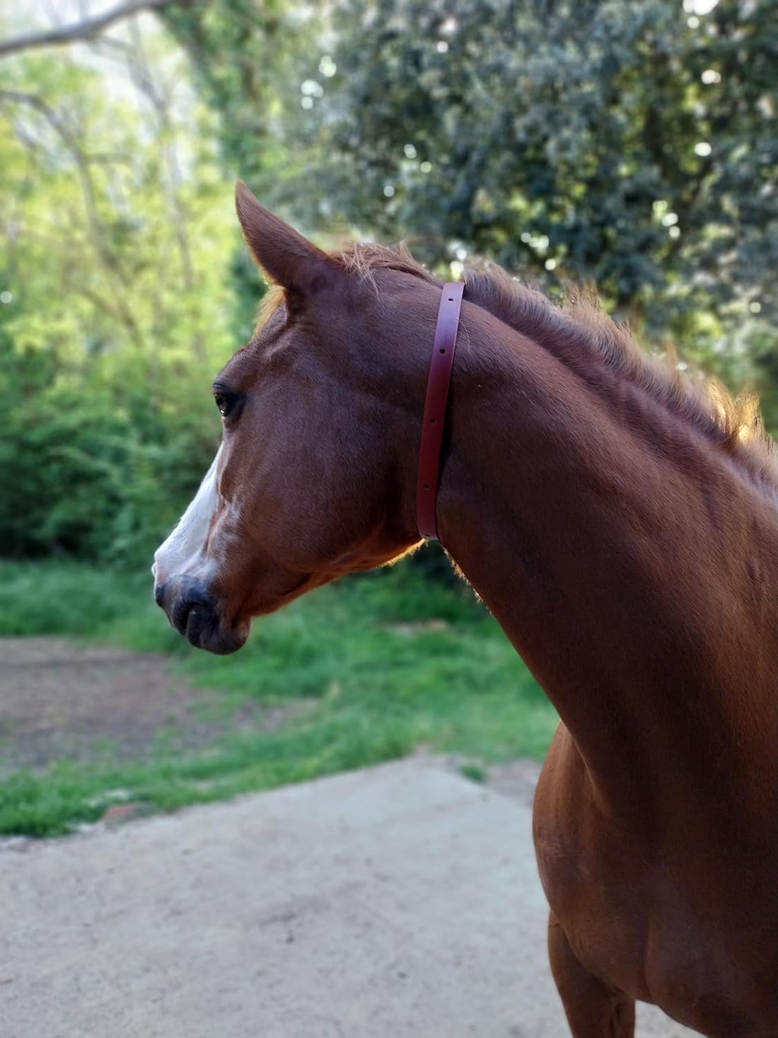 ALZOO Fly Collar for Horses, Up to 4 Weeks