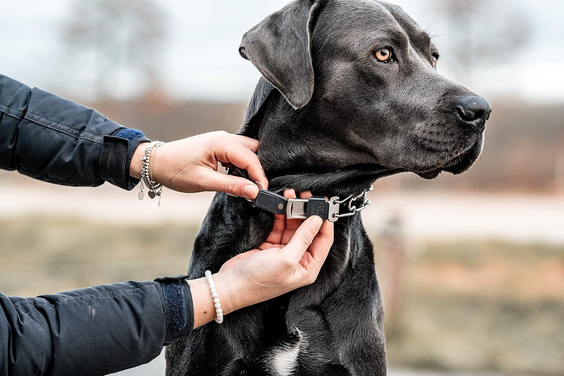 Herm Sprenger Dog Training Prong Collar with Quick Release Cliclock