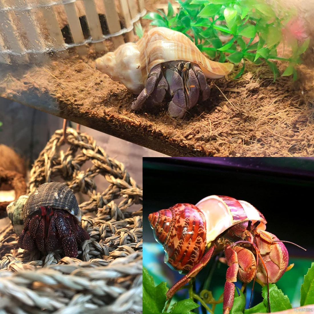 SINKOO 6PCS Hermit Crab Shells Medium to Large