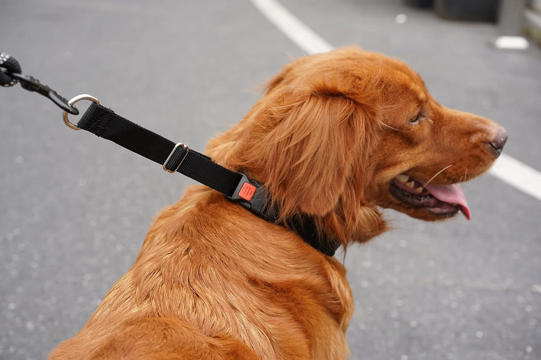 Mayerzon Martingale Dog Collar No Pull, Black, M