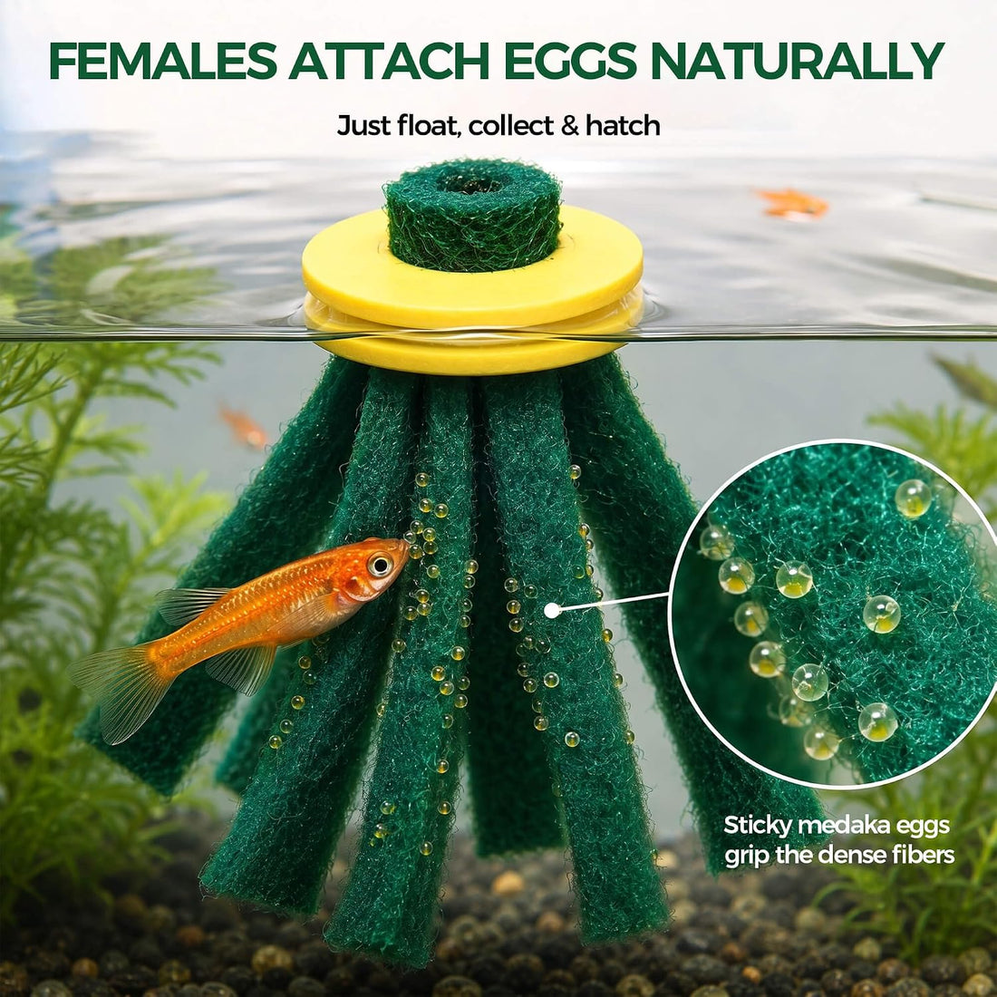 Medaka Spawning Mop Kit, 10 Floating Egg Collectors with Hatch Box